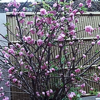 桜＆桃