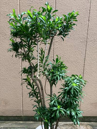 観葉植物 花鉢